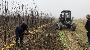 ODLIČNA VEST Besplatne sadnice šljive, kajsije, kruške i dunje za poljoprivrednike sa teritorije ovog srpskog grada