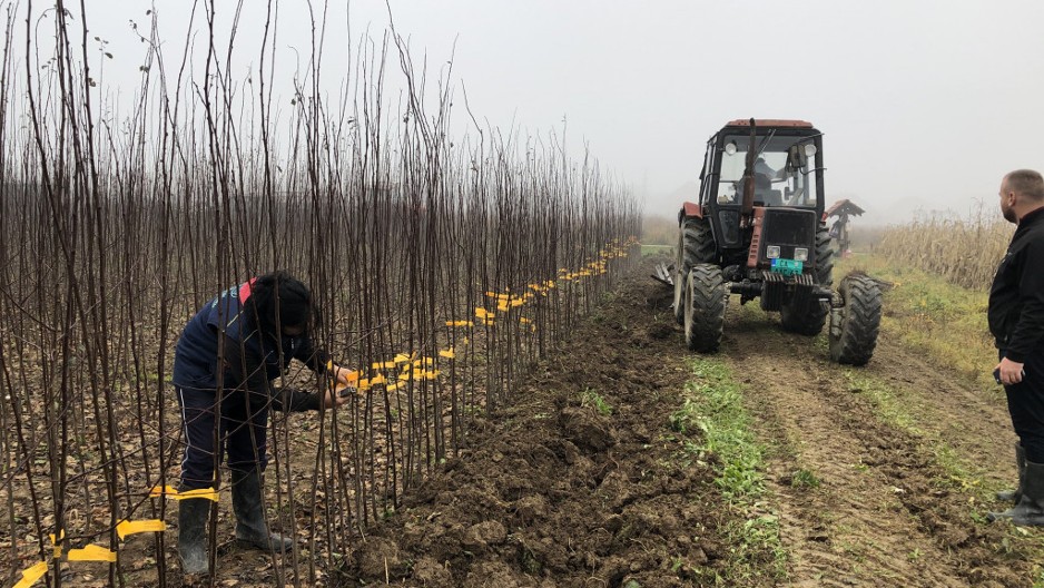 ODLIČNA VEST Besplatne sadnice šljive, kajsije, kruške i dunje za poljoprivrednike sa teritorije ovog srpskog grada