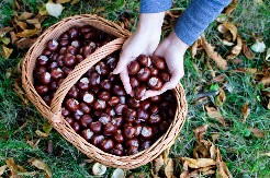 STARO SRPSKO VEROVANJE: Znate li zašto se LUDI КESTEN nosi u džepu?