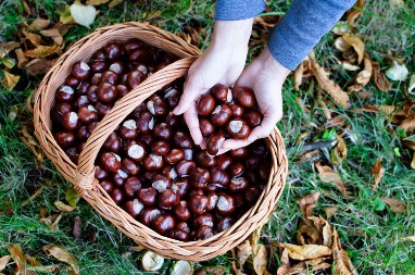 STARO SRPSKO VEROVANJE: Znate li zašto se LUDI КESTEN nosi u džepu?