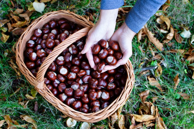 STARO SRPSKO VEROVANJE: Znate li zašto se LUDI КESTEN nosi u džepu?