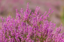 TREBA IH IMATI Veruje se da ove biljke donose sreću i prosperitet domu