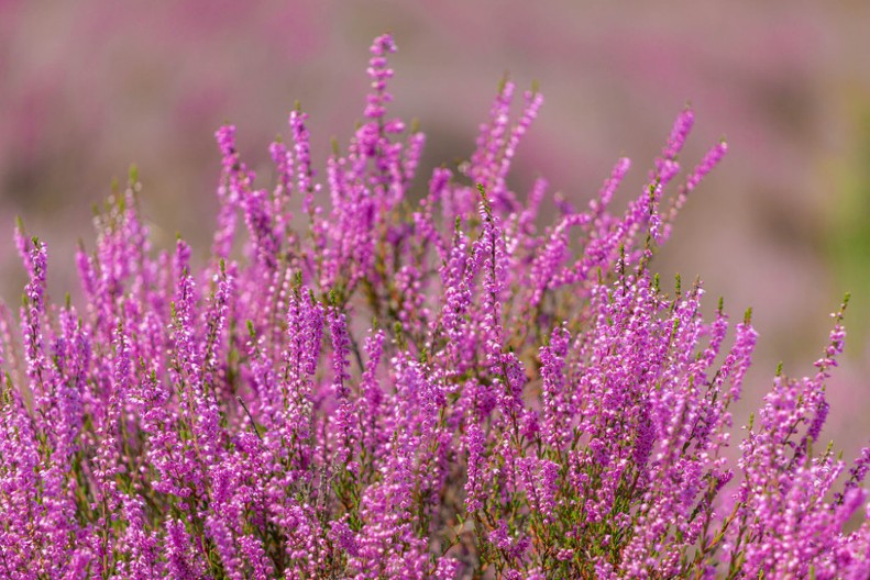 TREBA IH IMATI Veruje se da ove biljke donose sreću i prosperitet domu
