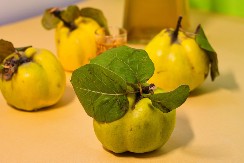 BANKE SEMENA Riznice koje čuvaju autohtone sorte povrća, voća i žitarica od nestanka, evo zašto su važne