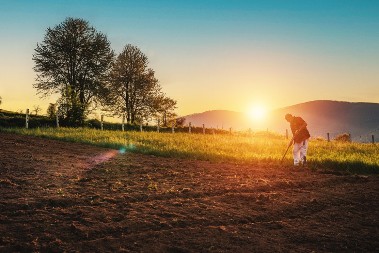 Fenomen crvenog bora u Srbiji: Dragulj šuma Goča i Stolova