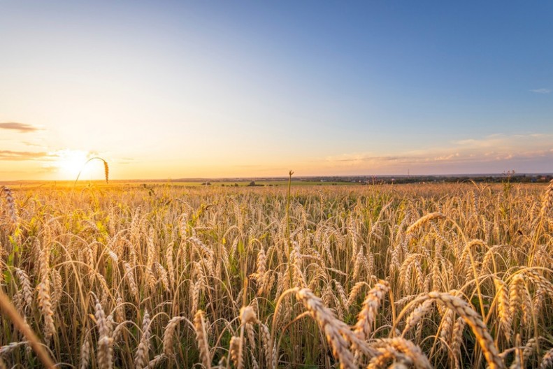 Najlepši običaji srpskih sela: Kako se nekada slavila žetva