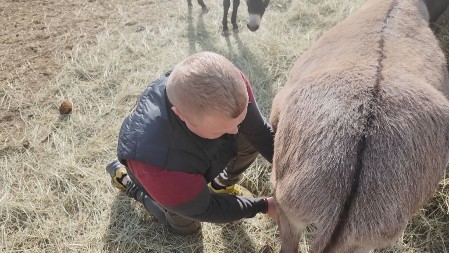 MILOŠ IZ SISEVCA IMA FARMU MAGARACA Mleko se prodaje u najmanjim bočicama, a litar košta 6.000 dinara