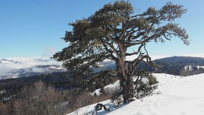 KAMENA GORA  Zoran i Živko poklonili zemljište za crkvu, a radnici  Šumskog gazdinstva vredno rade na uređenju hrama