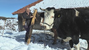 Volovi su najbolji prijatelji meštana na Kamenoj Gori: Ove životinje svakodnevno probijaju snežne smetove i čiste put do zavejanih domaćinstava