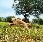 ZVANIČNO 3 NAJPAMETNIJE RASE PASA NA SVETU: Evo šta kažu istraživanja