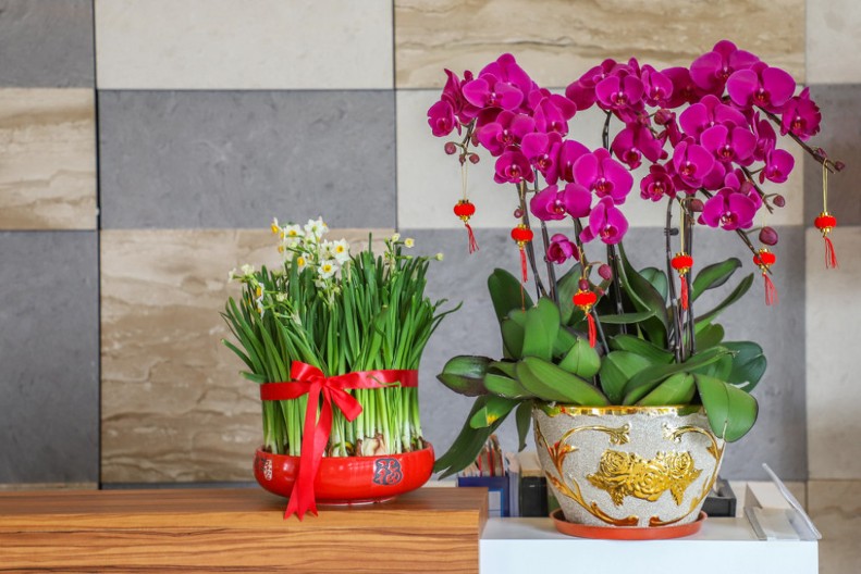 TAJNA LEPIH ORHIDEJA Nalazi se u jednom sastojku koji svaka kuča ima, s njim će cvetati više puta godišnje