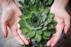 ČUVARKUĆA Ime joj potiče od latinske reči koja znači “zauvek živ”, evo zašto