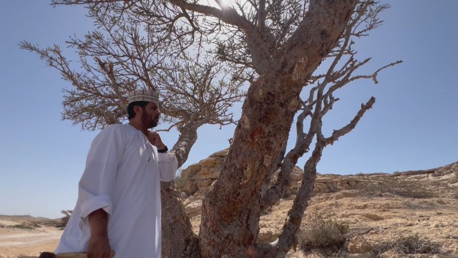 Ovo je sveto drvo u pustinji sa koje se jedino na svetu skuplja tamjan: Ahmet otkriva tajnu mirišljave i lekovite smole, iz Omana stiže do Novog Sada