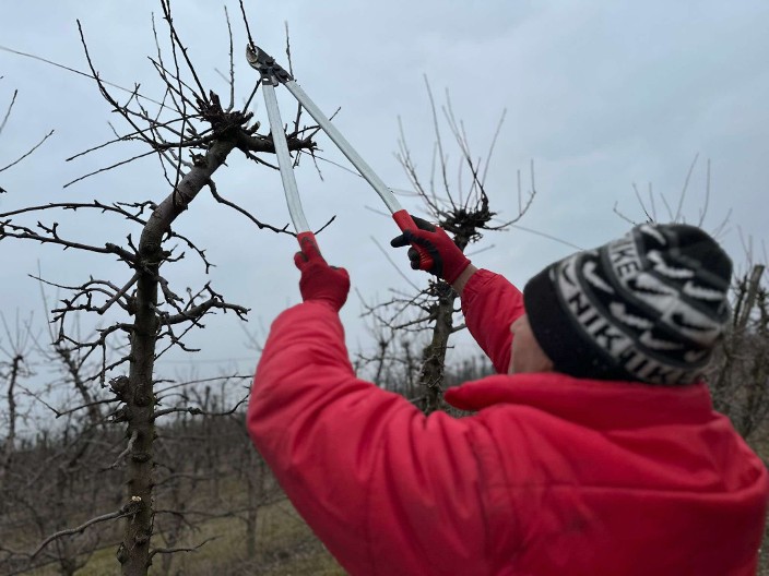 Zimska rezidba voća u čačanskom kraju u punom jeku: Evo koje su smernice za pravilno orezivanje