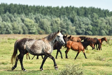Divlji konji i planinske staze: Čarobni doživljaj odmora na ovoj srpskoj planini