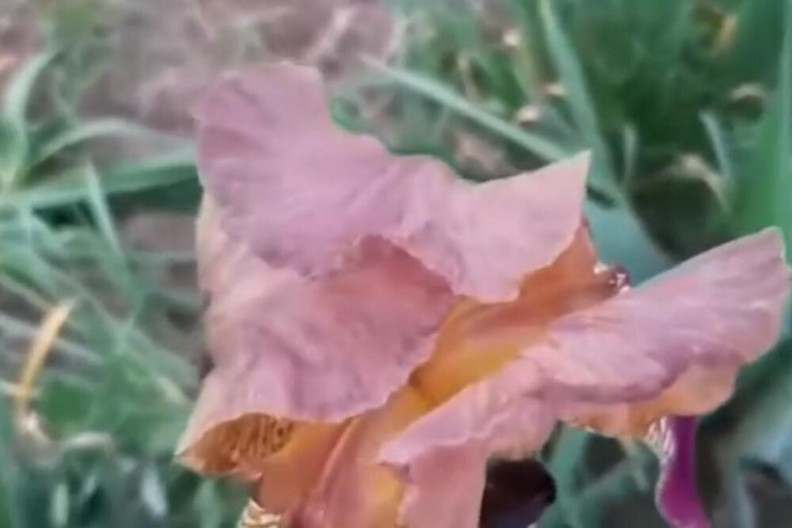 Znate li šta je "bogiša"? Srbi je znaju pod drugim imenom, a evo koje je značenje imala u Dubrovniku