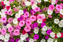 Posadite ovo cveće u februaru, imaćete najlepši balkon: Bujaće kao ludo sve do jeseni