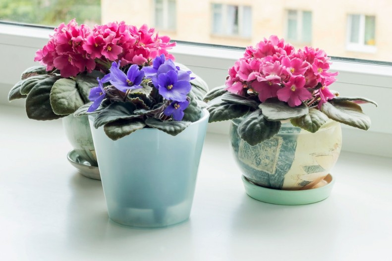 „Podmladite“ i osvežite svoje stare ljubičice: Genijalan trik sa kesom uspeva svima