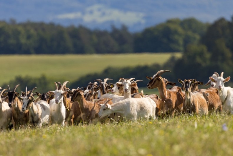 Snežana iz knjaževačkog sela Vina gaji alpino koze, iz bolnice izlazila da ih pomuze: "Ako ne voliš to što radiš, piši propalo"
