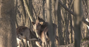 Beli jelen u Šumadiji: Dušan iz sela Brzan ima jedinstvenu farmu, evo kako je gajiti neobične vrste (FOTO)