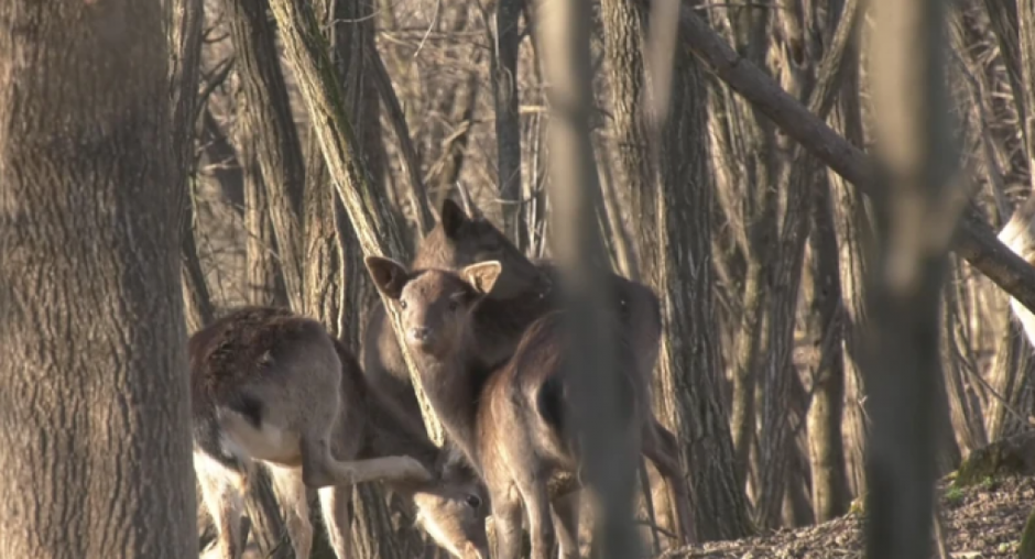 Beli jelen u Šumadiji: Dušan iz sela Brzan ima jedinstvenu farmu, evo kako je gajiti neobične vrste (FOTO)