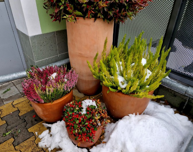 Uzmite šaku ovog semenja i bacite po bašti: U aprilu će vas sačekati raskošni cvetovi kojima niko neće moći odoleti