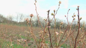 Posadite borovnice na terasi na ovaj način: Od maja do avgusta berite sočne, domaće proizvode koji su čisto zdravlje