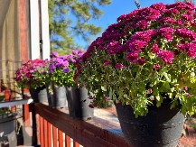 Ovo je najzahvalnije cveće za baštu: Zadovoljava se umerenim zalivanjem, veliko je i veoma korisno