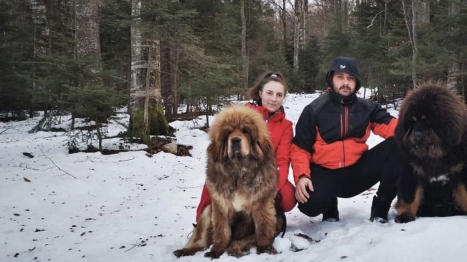 Nevena i Zoran čitavu svoju ušteđevinu dali za tibetskog mastifa od 10.000 evra