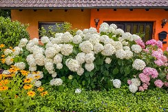 Kako da imate najlepše hortenzije u bašti: Tajne za luksuzni cvetni raj