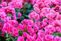 Ovo je najzahvalnije cveće za baštu: Zadovoljava se umerenim zalivanjem, veliko je i veoma korisno