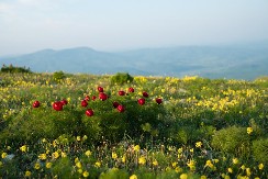Prokopovdan: Dan kada se zemlja otvara i priroda daje znakove