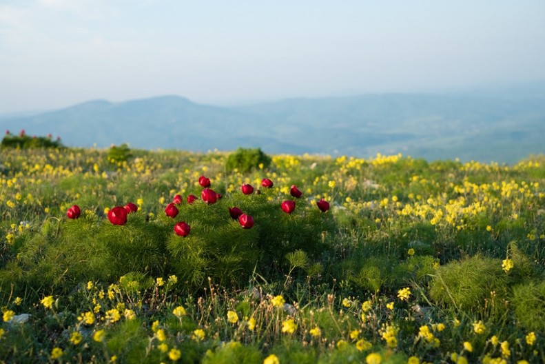 Prokopovdan: Dan kada se zemlja otvara i priroda daje znakove