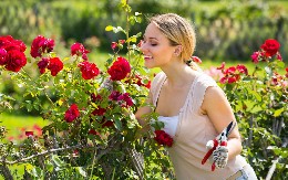 Kraljicu među cvećem isplati se saditi, iako su ulaganja velika! Zarada već prve godine, sledeće se udvostručuje