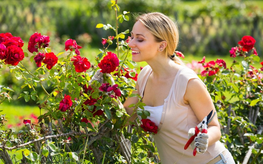 Kraljicu među cvećem isplati se saditi, iako su ulaganja velika! Zarada već prve godine, sledeće se udvostručuje