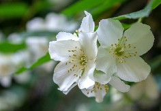 OVAJ CVET PRIVLAČI BOGATSTVO, NEKAD GA JE OBAVEZNO IMALA SVAKA KUĆA U JUGOSLAVIJI! Njegov miris će vas oboriti s nogu, a tek izgled…