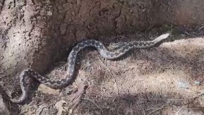 Ako ubijete zmiju u kući to znači samo jedno… Mnogi se i dan danas plaše ovog narodnog verovanja