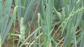 Kako je izumrla stara sorta srpskog luka iz Šumadije – priča o "šarenom jagodinskom"