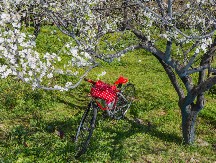 Biciklistička ruta “Put šljiva” kod Osečine: Vožnja kroz voćnjake, rakiju i miris drveta