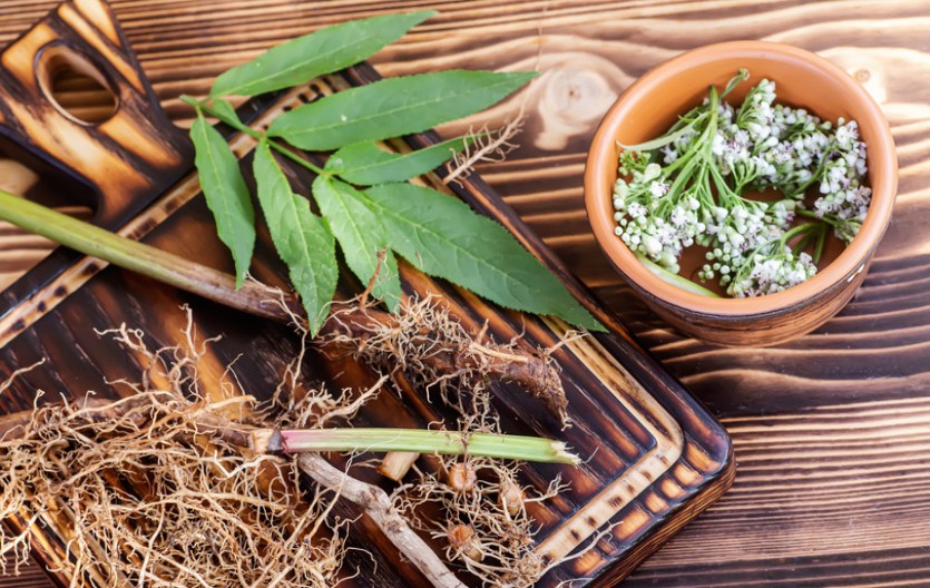 Gde raste "srpski ginseng": Čudesna moć planinskog odoljena sa Kopaonika, poznatog kao valerijana