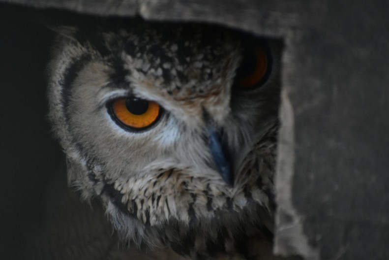 Zašto Srbi veruju da sova donosi smrt? Pagansko poreklo mračnog verovanja