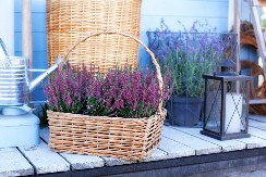 Zašto su žene u Homolju stavljale lavandu pod jastuk: Zaboravljeno verovanje da biljka štiti od mesečarenja