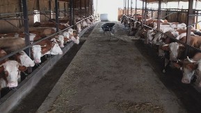 Peškir za štalu: Zašto su žene u Podrinju tkale poseban peškir koji se nikada nije unosio u kuću