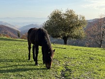 Selo bez signala i bez puta: Kako izgleda život u Gornjoj Rečici ispod Golije
