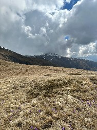 Čistina bez gljiva: Znak svetog mesta u šumi?