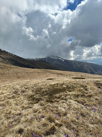 Čistina bez gljiva: Znak svetog mesta u šumi?