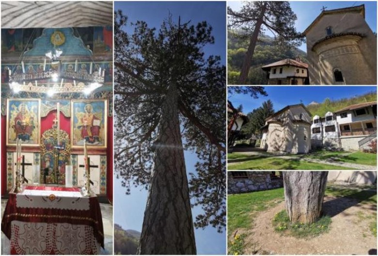 PORED OVOG SVETOG BORA U MANASTIRU NIKOLJE USLIŠENE SU MNOGE MOLITVE: Štiti ga majka Božija, a evo šta treba da uradite