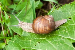 Proveren način da se isteraju puževi iz bašte: Štetočine neće smeti ni da priđu vašem cveću i povrću