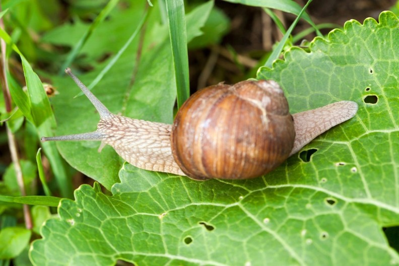 Proveren način da se isteraju puževi iz bašte: Štetočine neće smeti ni da priđu vašem cveću i povrću