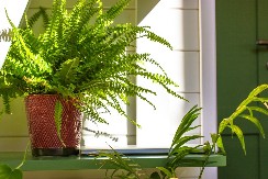 Zašto se verovalo da paprat cveta samo jednom u godini – i da onaj ko ga pronađe postaje nevidljiv